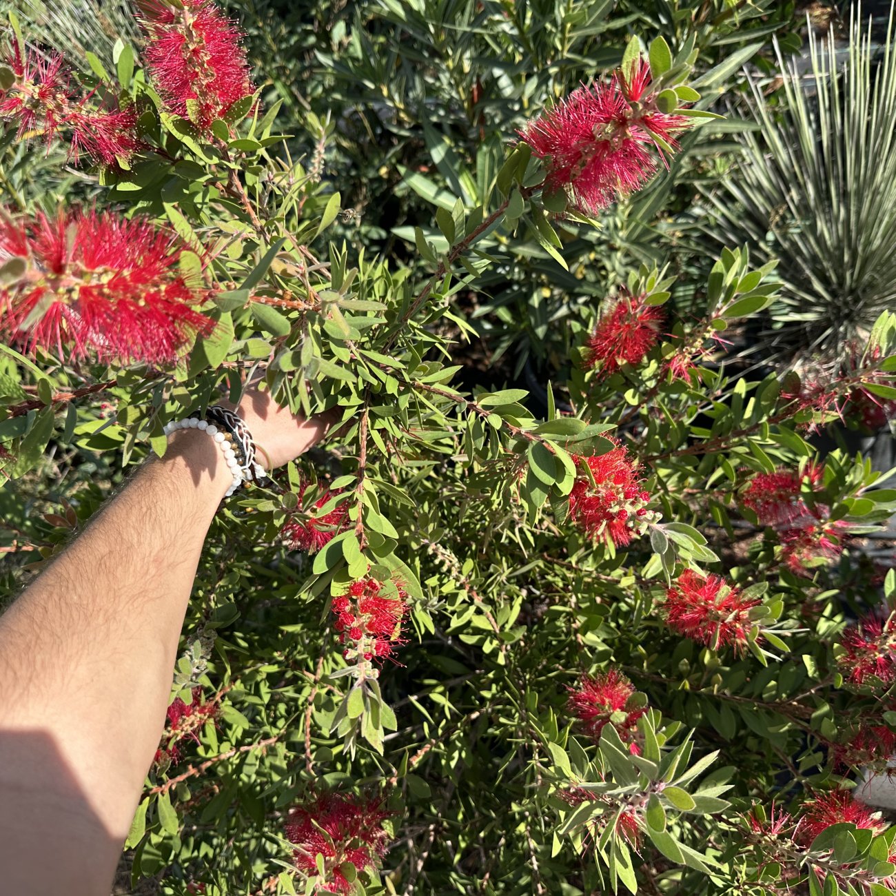Obrázok Tyčinkovec kopijovitolistý (Callistemon citrinus) ´LAEVIS´ - výška 30-50 cm, C2L, červený 